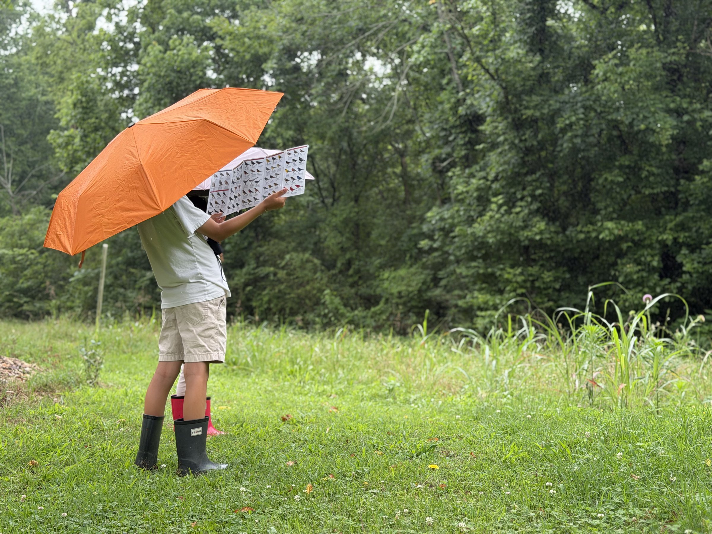 A child in rain boots studies a bird guide under an orange umbrella near the woods.